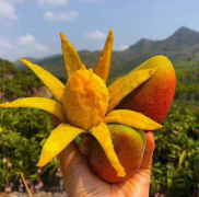 海南水果芒果大贵妃芒非大青芒玉芒核薄多汁味甜